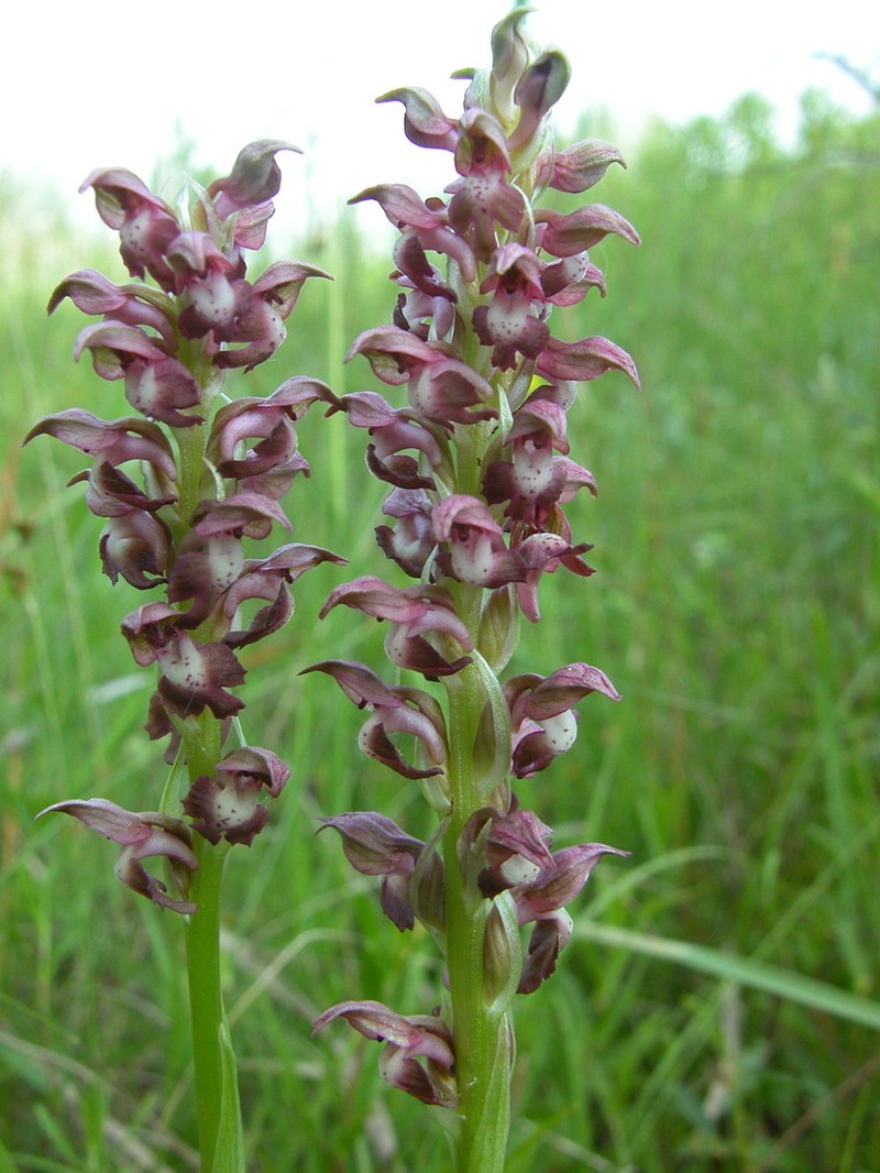 Anacamptis coriophora photo 6