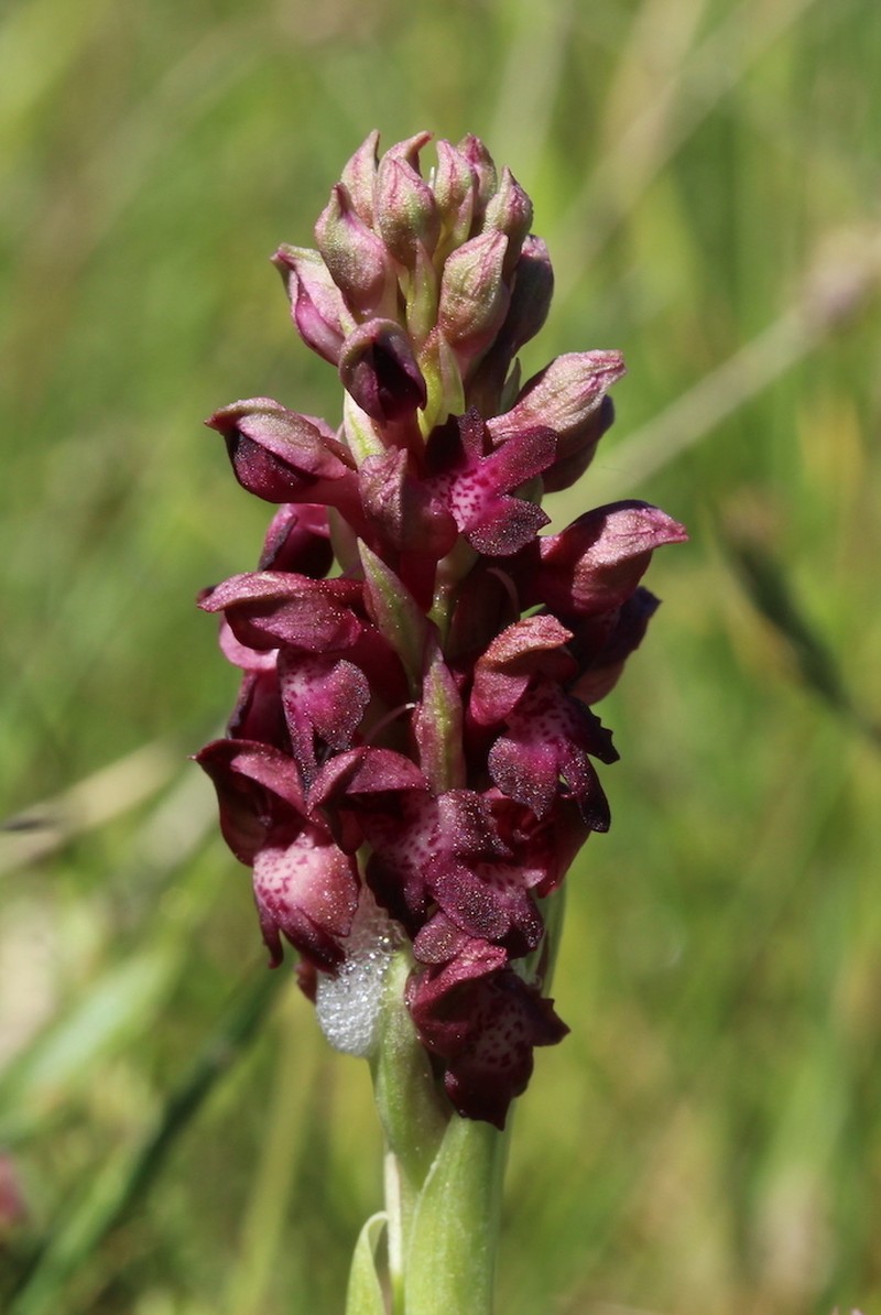 Anacamptis coriophora photo 7