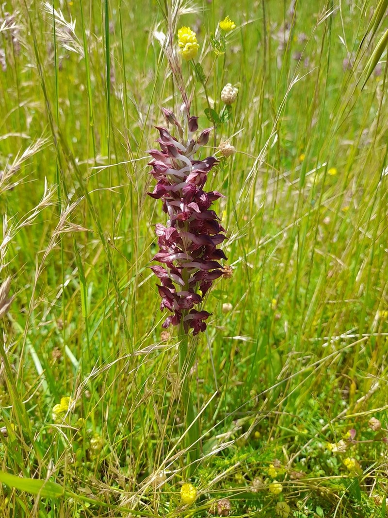 Anacamptis coriophora photo 8