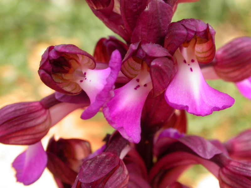 Anacamptis cyrenaica
