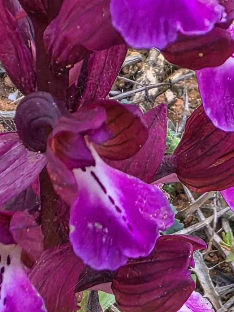 Anacamptis cyrenaica photo 3