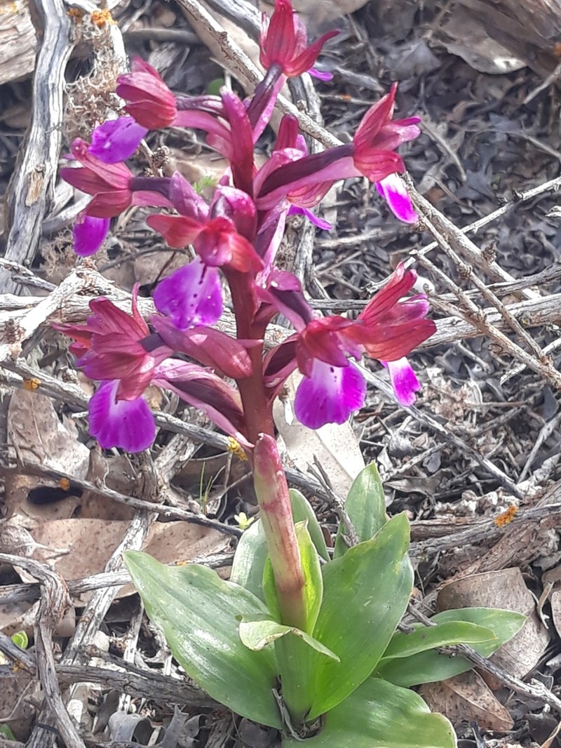 Anacamptis cyrenaica photo 4
