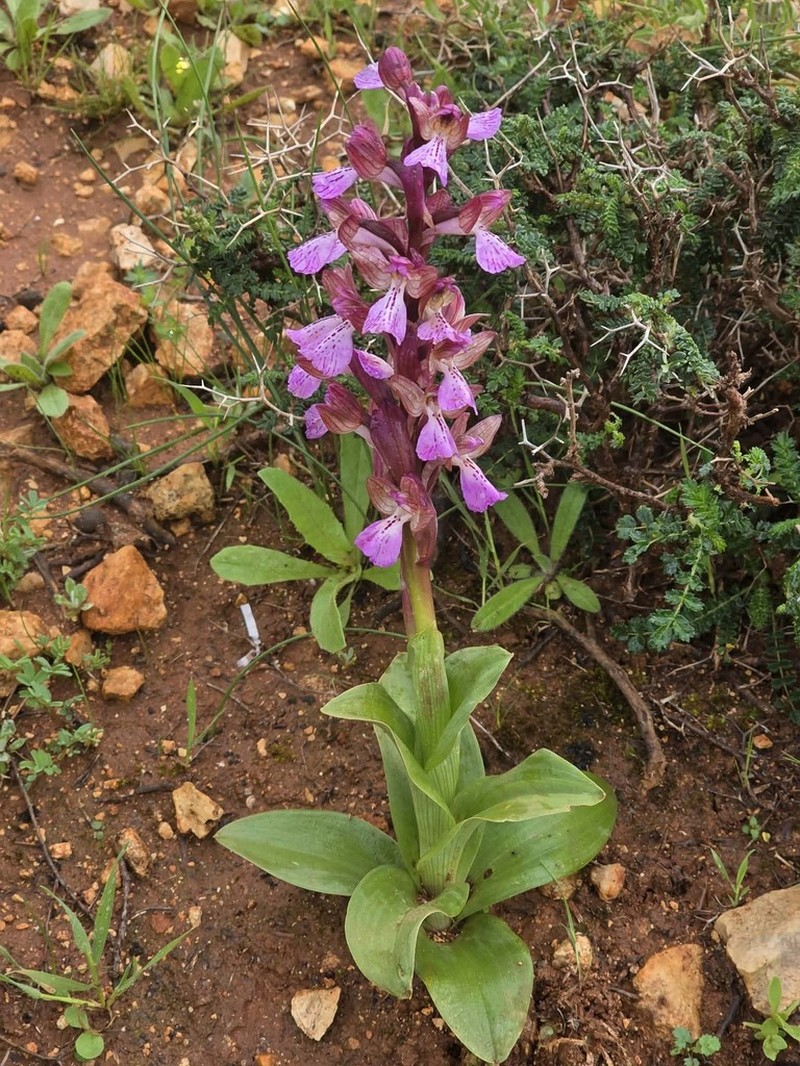Anacamptis cyrenaica photo 5