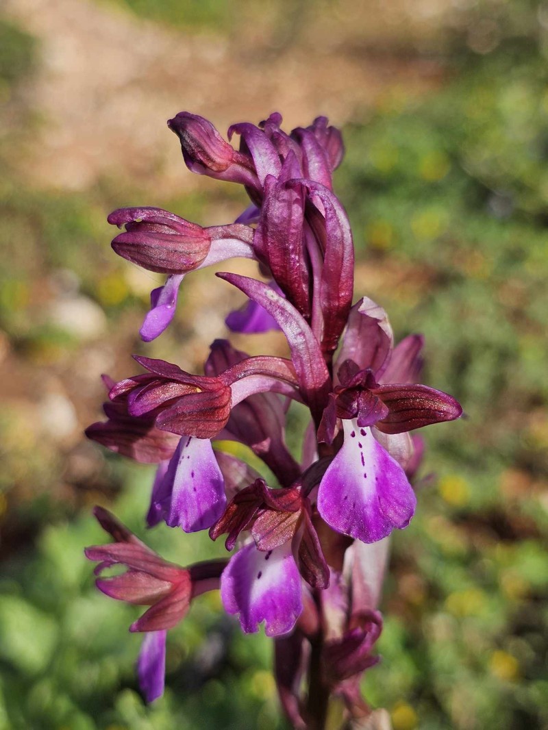 Anacamptis cyrenaica photo 8