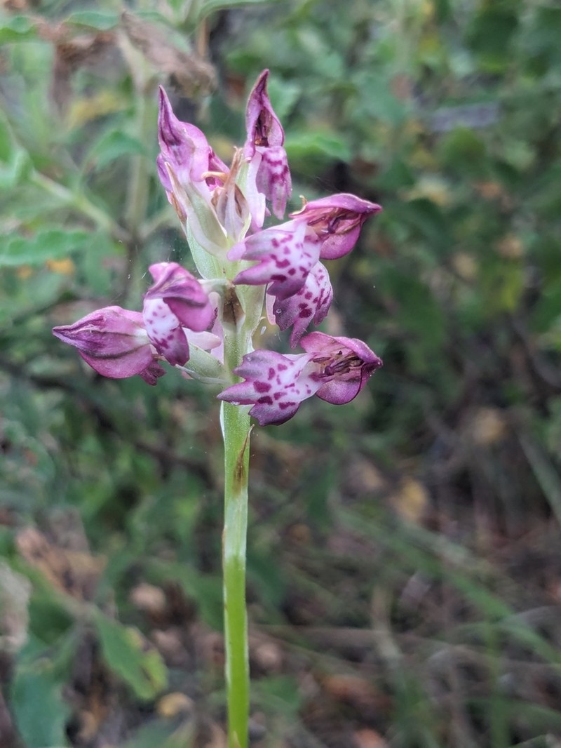 Anacamptis fragrans photo 2