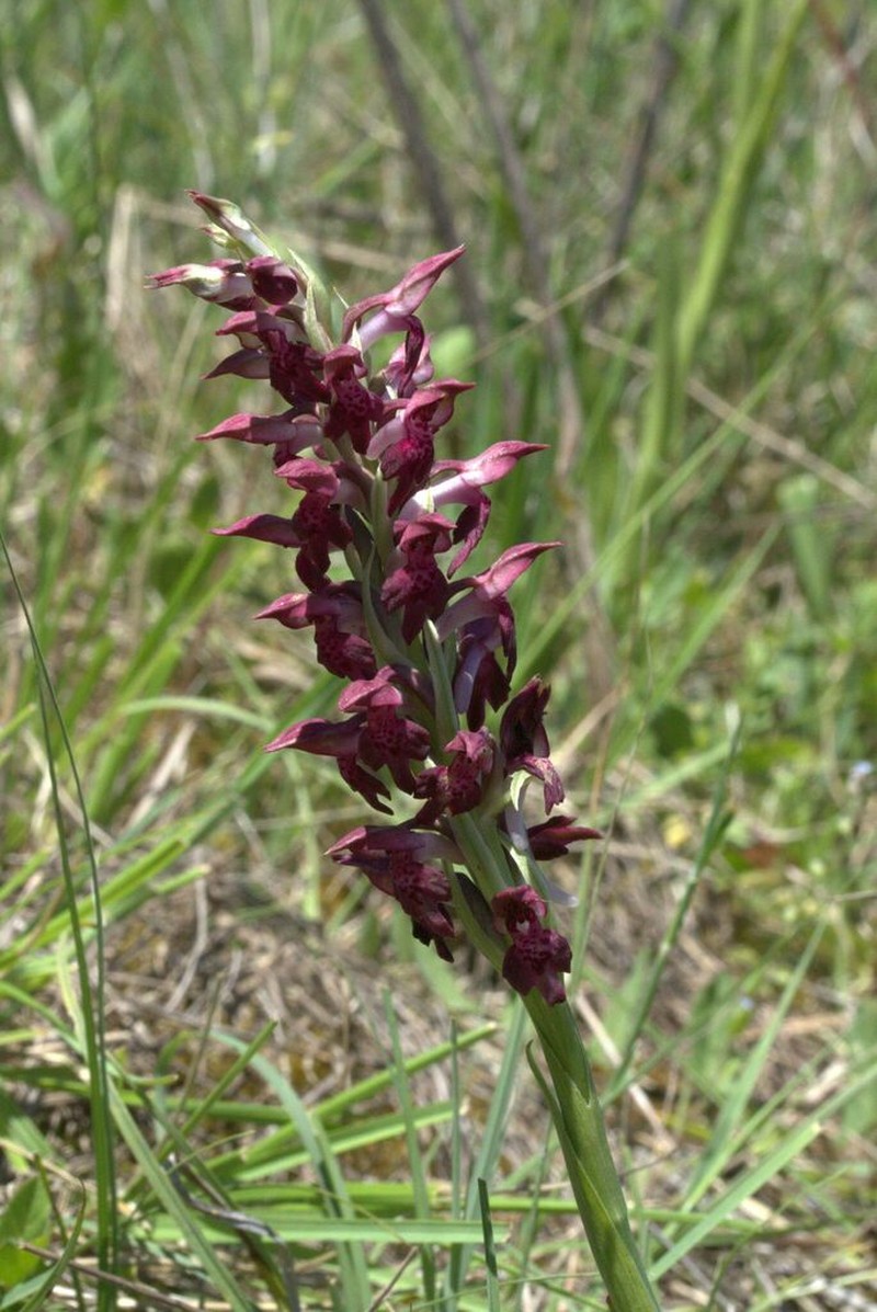 Anacamptis fragrans photo 3