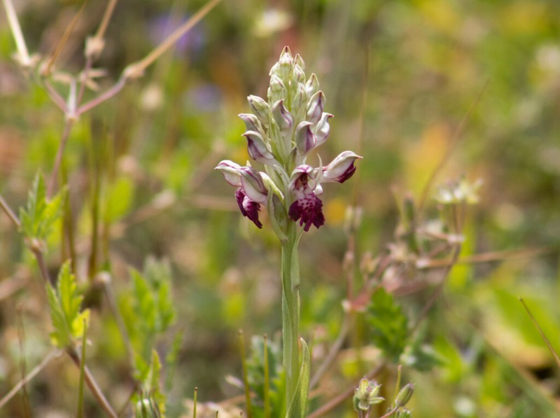 Anacamptis fragrans photo 4