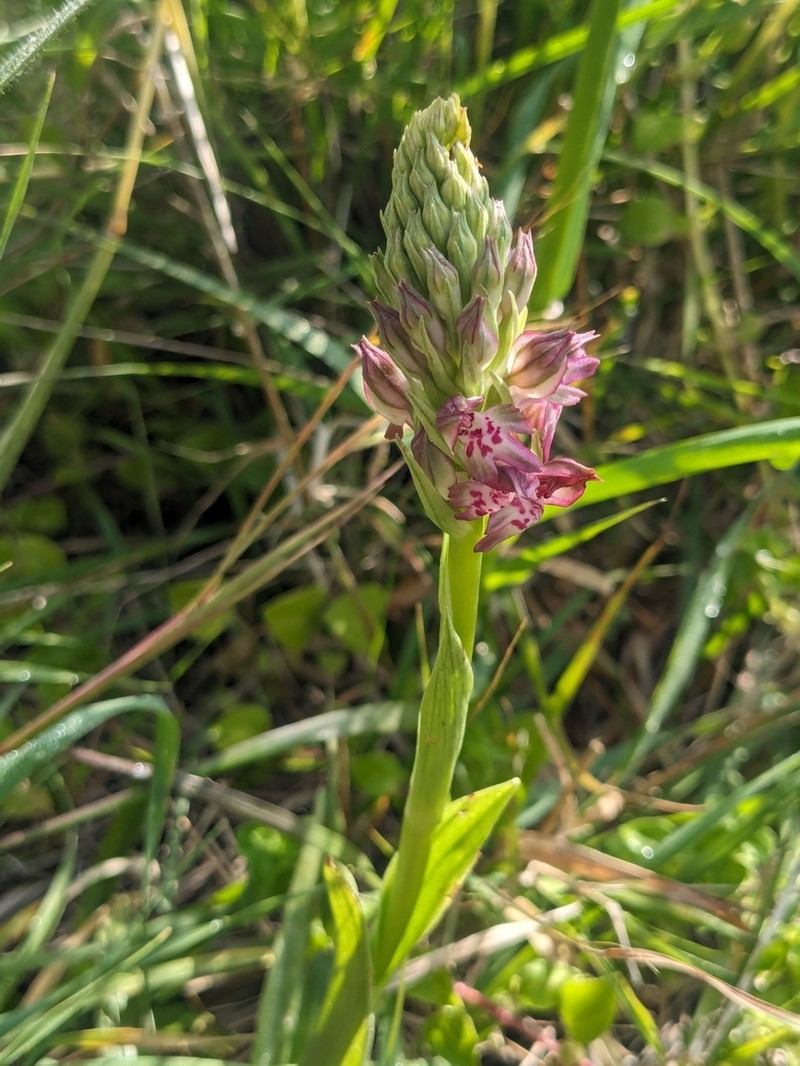 Anacamptis fragrans photo 5