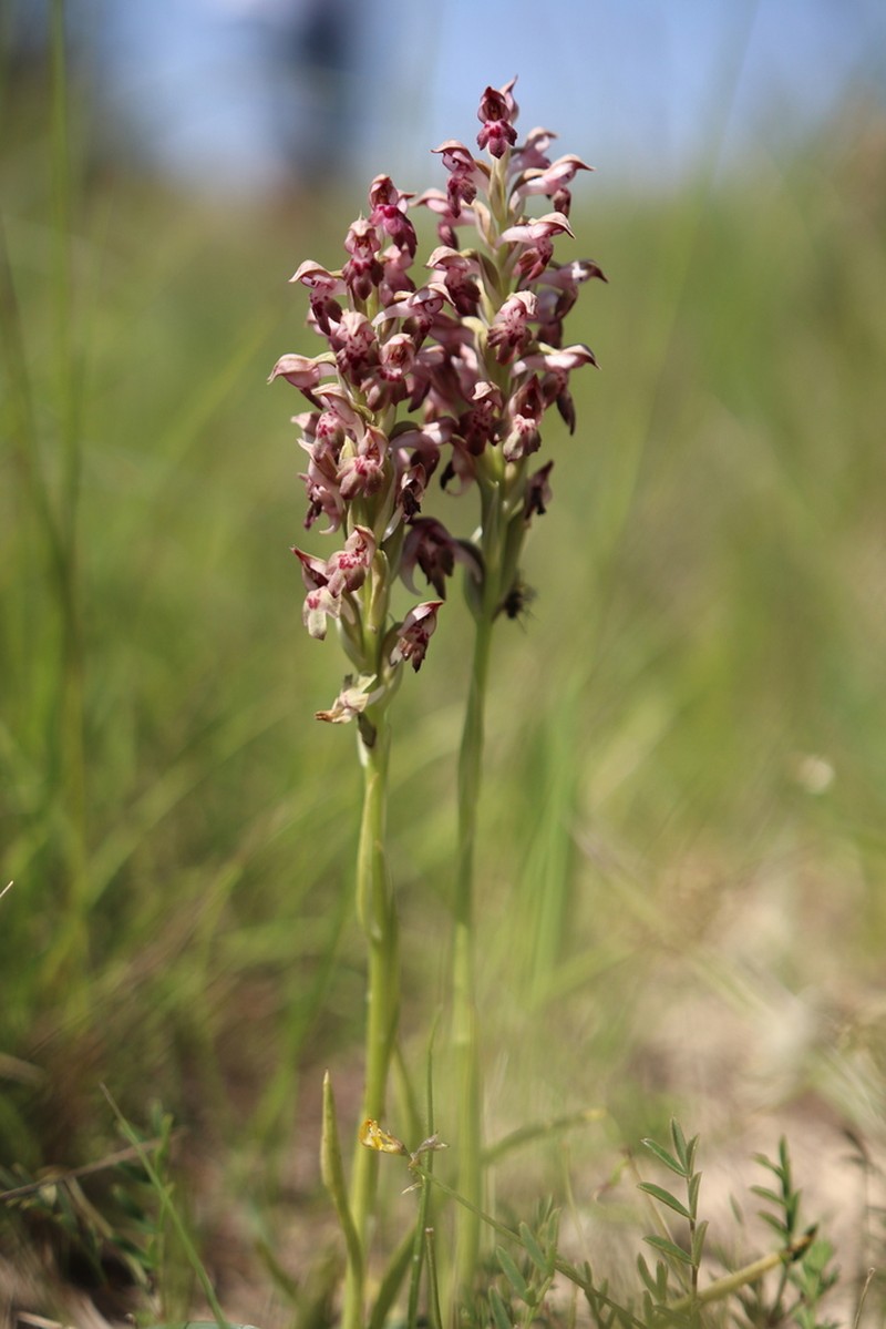 Anacamptis fragrans photo 6