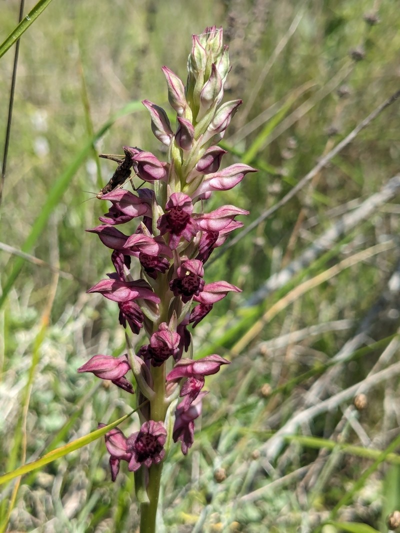 Anacamptis fragrans photo 7