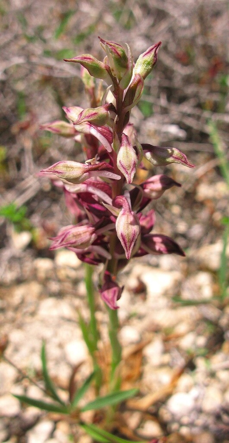 Anacamptis fragrans photo 8