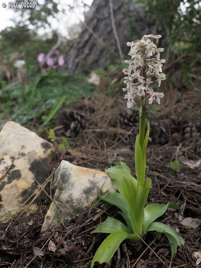 Anacamptis israelitica