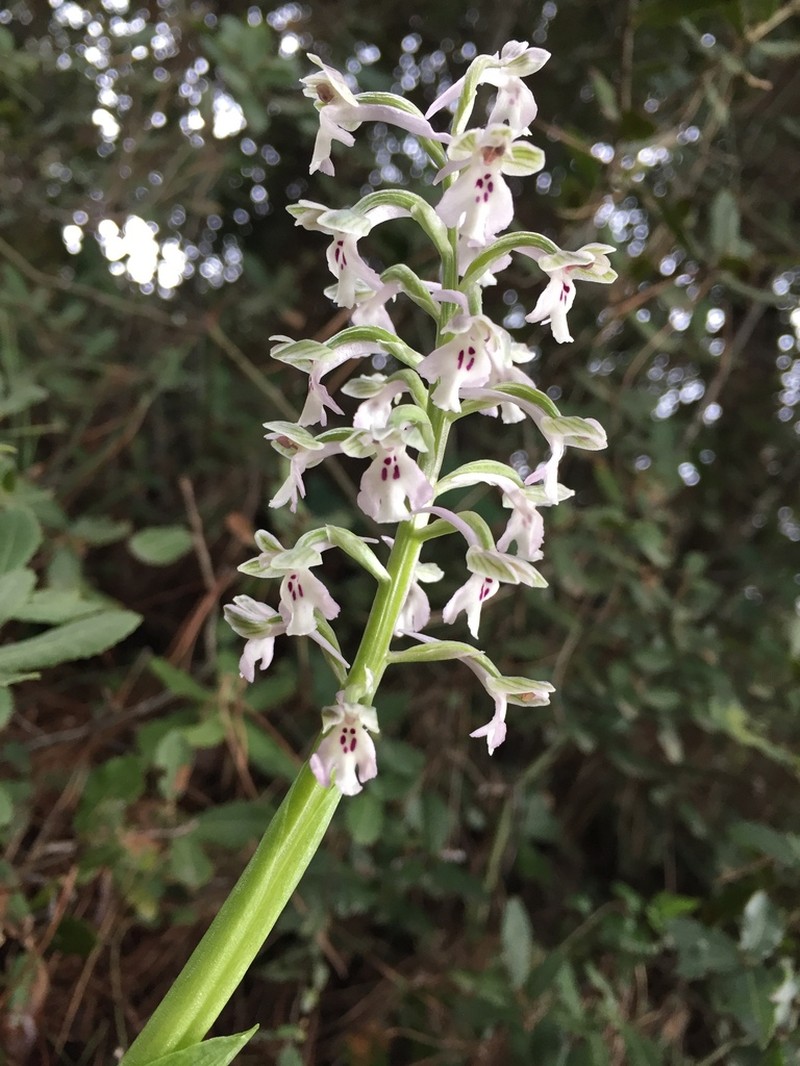 Anacamptis israelitica photo 2