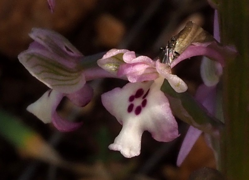 Anacamptis israelitica photo 3