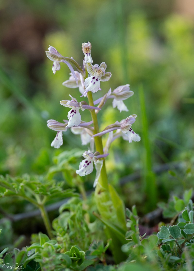 Anacamptis israelitica photo 4