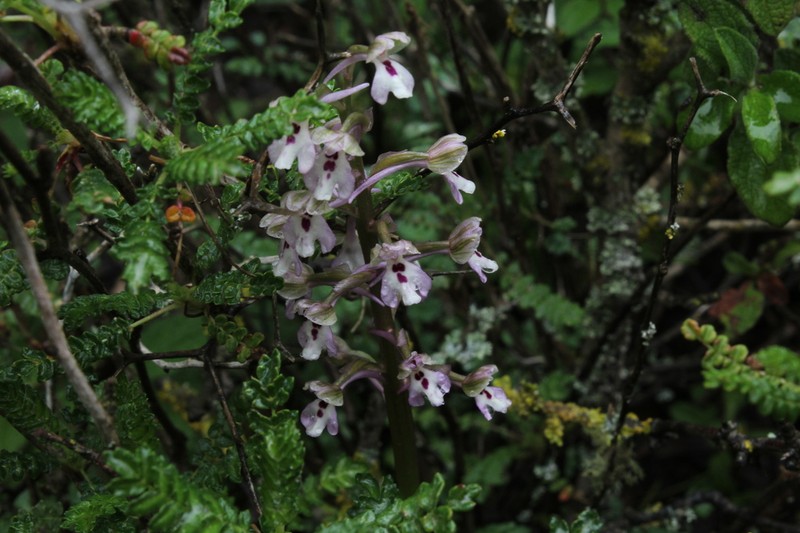 Anacamptis israelitica photo 5