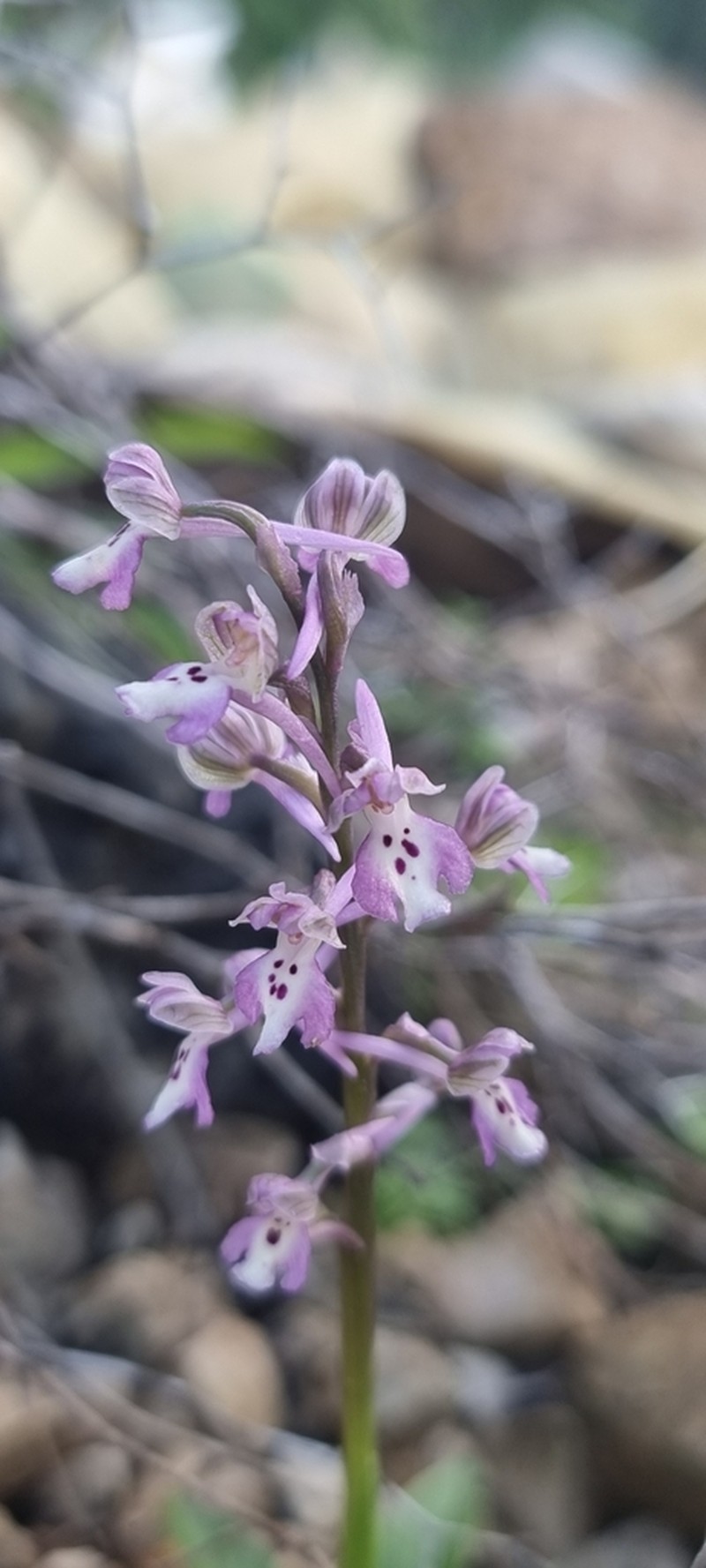 Anacamptis israelitica photo 6