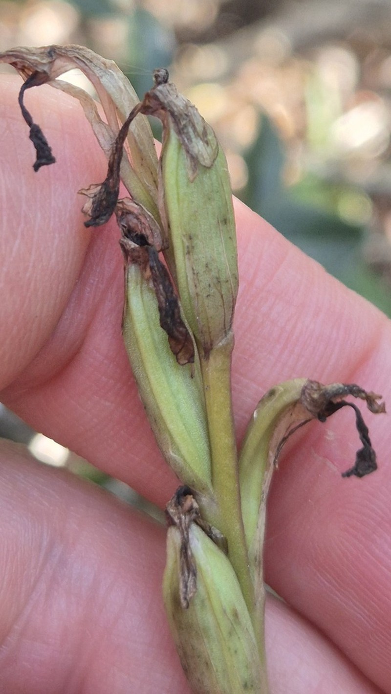 Anacamptis israelitica photo 7
