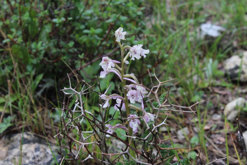 Anacamptis israelitica photo 8