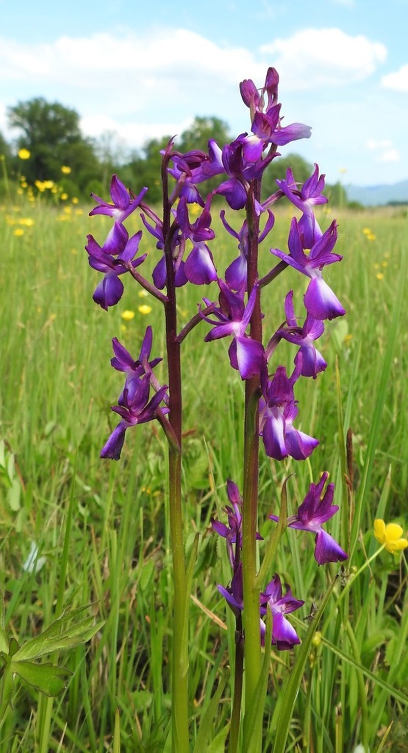 Anacamptis laxiflora