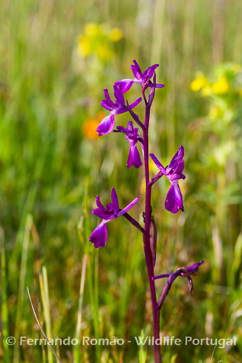 Anacamptis laxiflora photo 2
