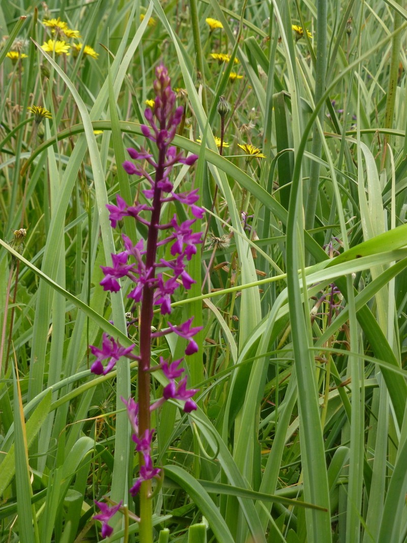 Anacamptis laxiflora photo 3