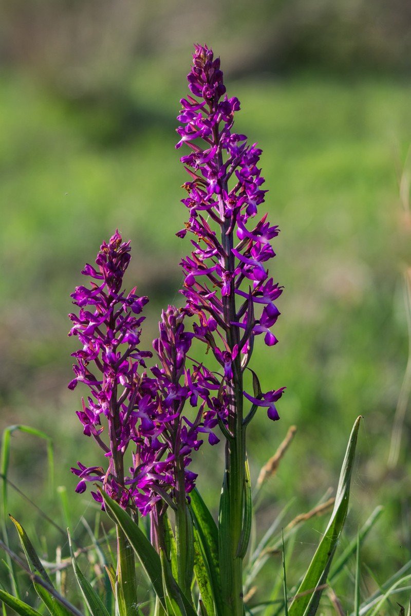Anacamptis laxiflora photo 4