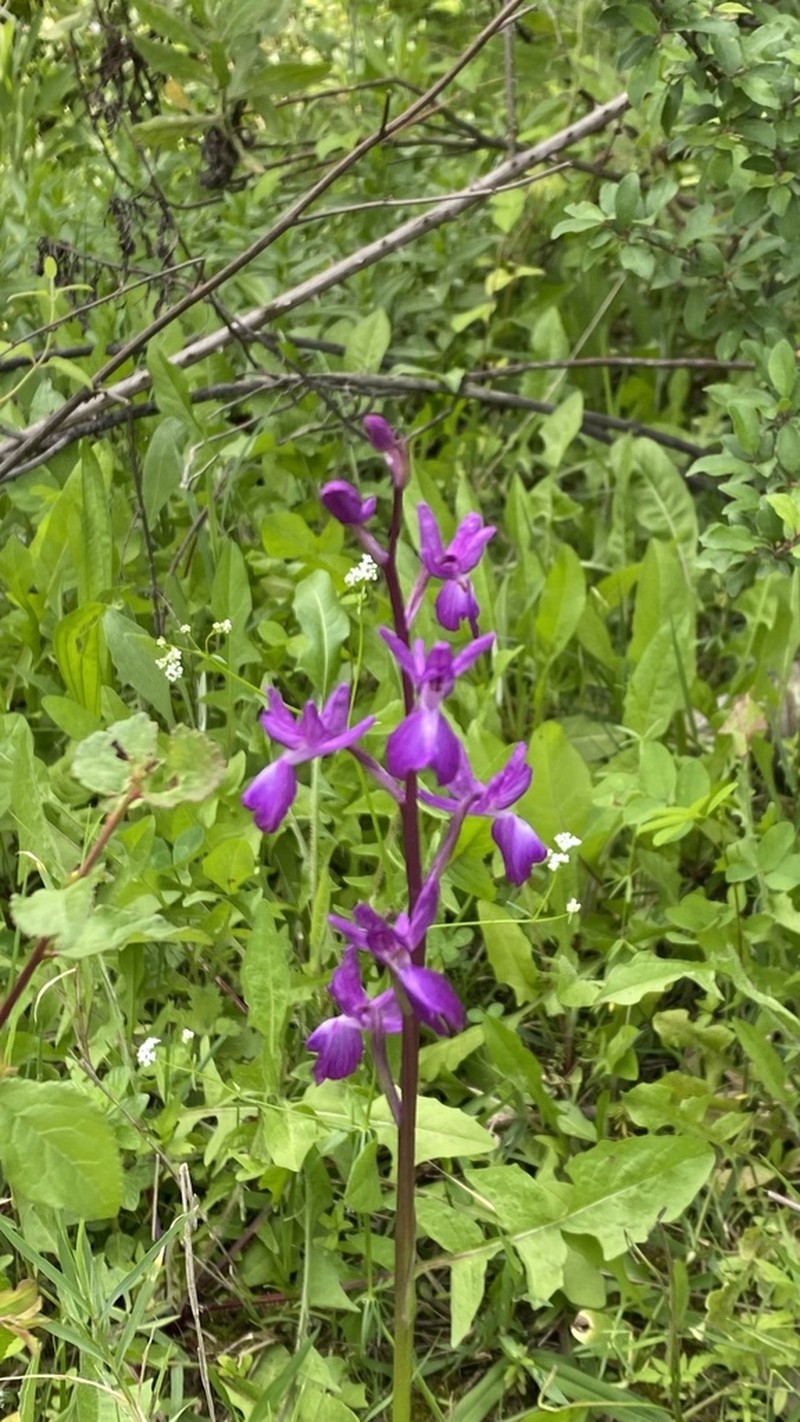 Anacamptis laxiflora photo 5