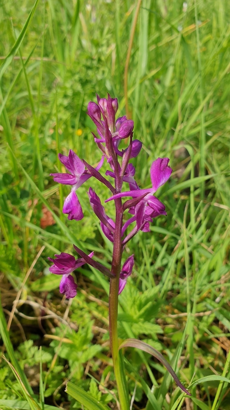 Anacamptis laxiflora photo 6