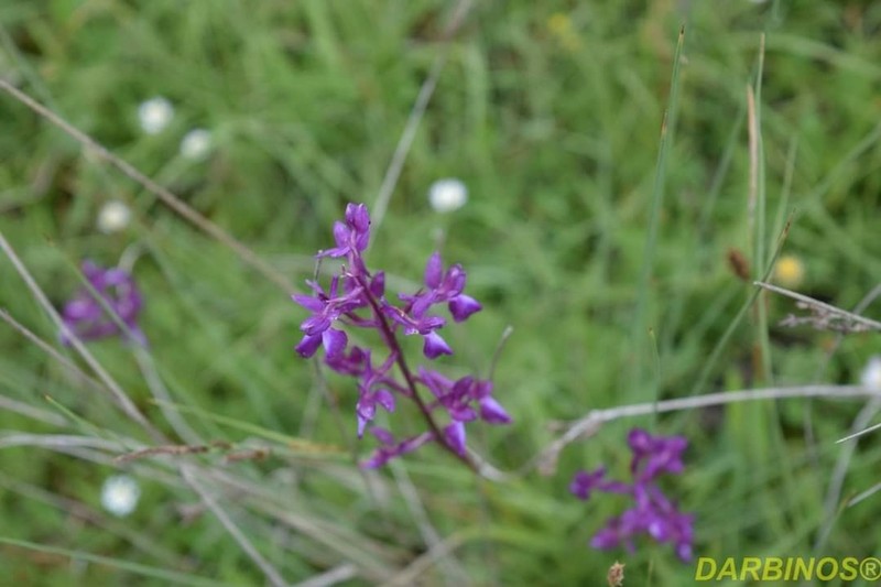Anacamptis laxiflora photo 7