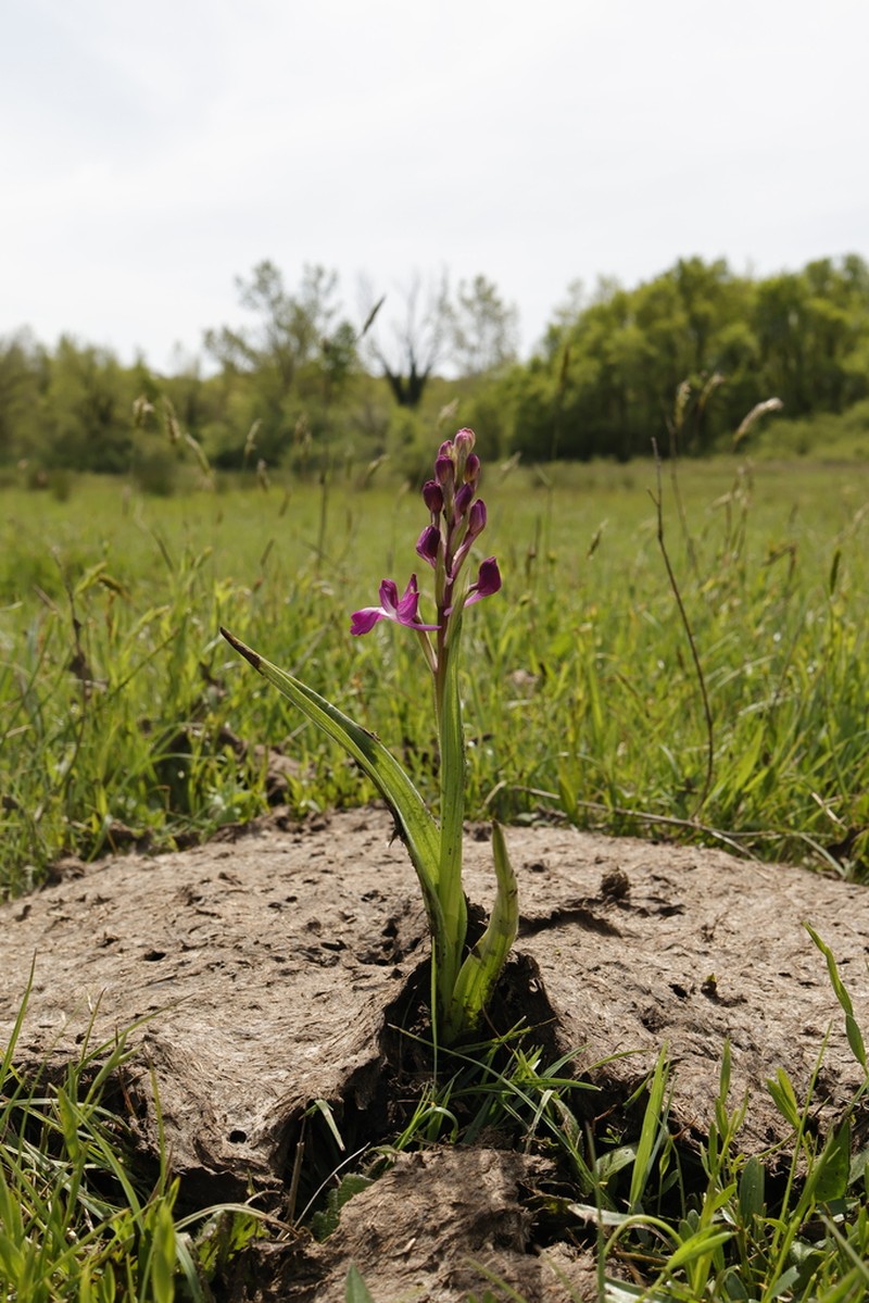 Anacamptis laxiflora photo 8