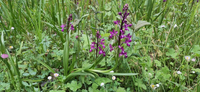 Anacamptis laxiflora subsp. laxiflora