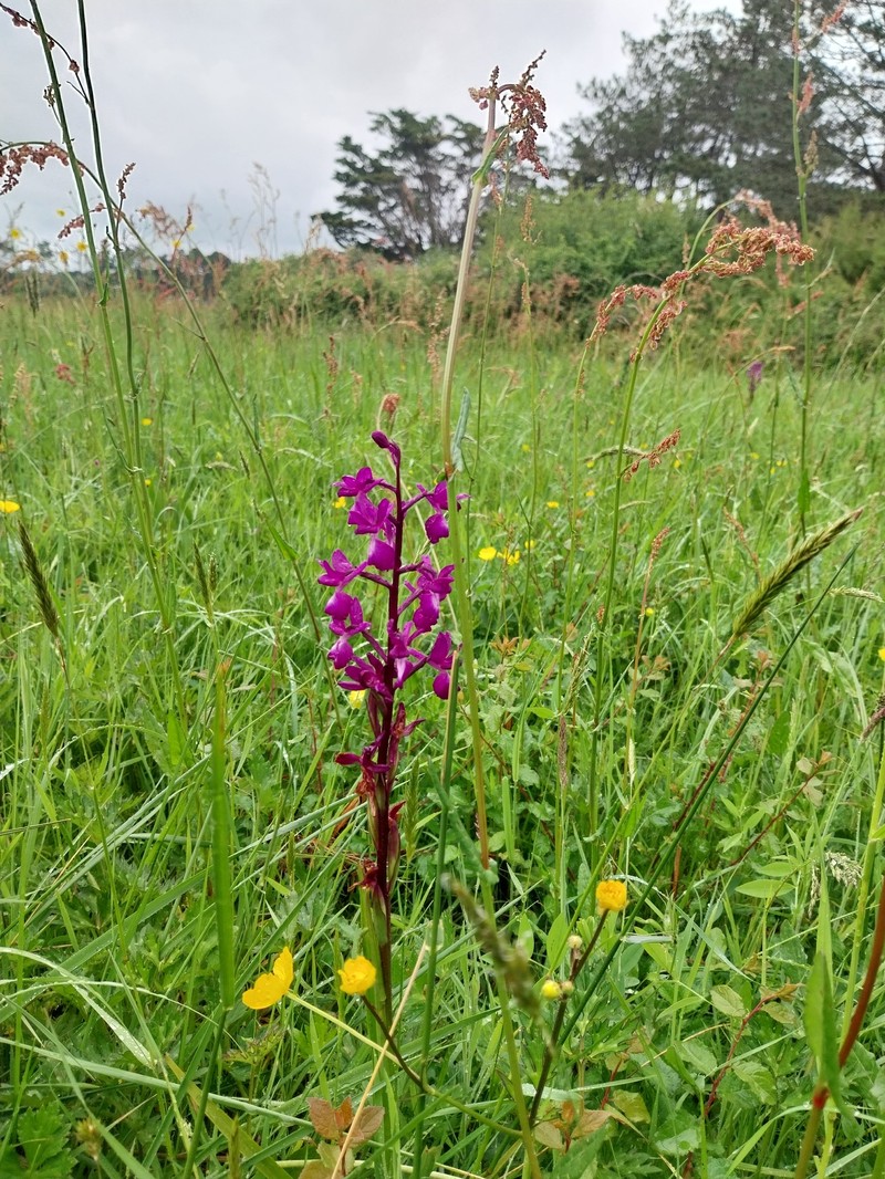Anacamptis laxiflora subsp. laxiflora photo 2