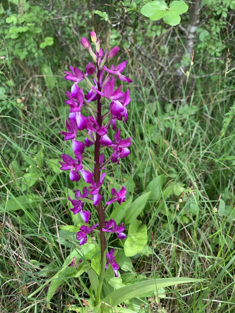 Anacamptis laxiflora subsp. laxiflora photo 3