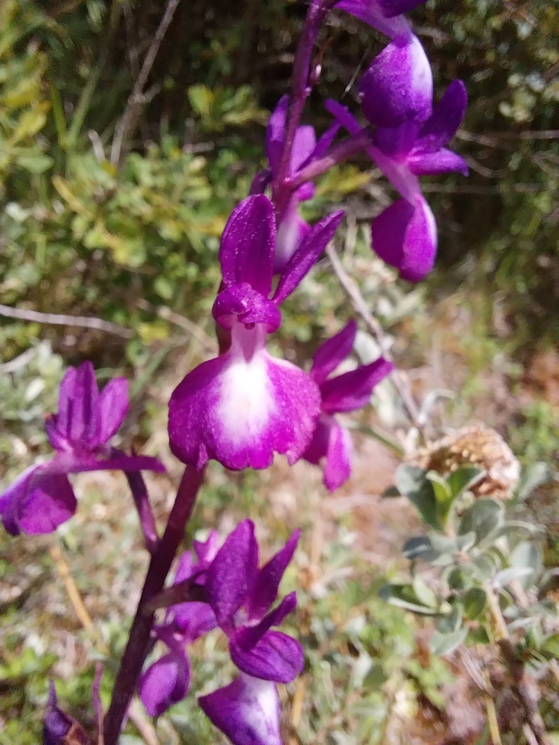 Anacamptis laxiflora subsp. laxiflora photo 4