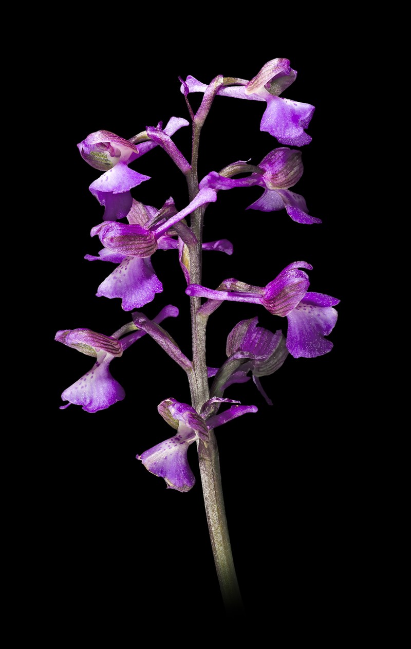 Green-Winged Orchid