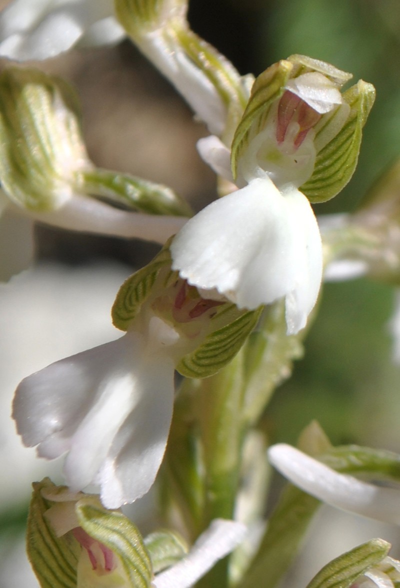 Green-Winged Orchid photo 4