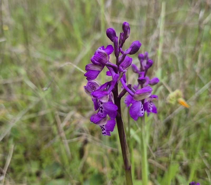 Green-Winged Orchid photo 5