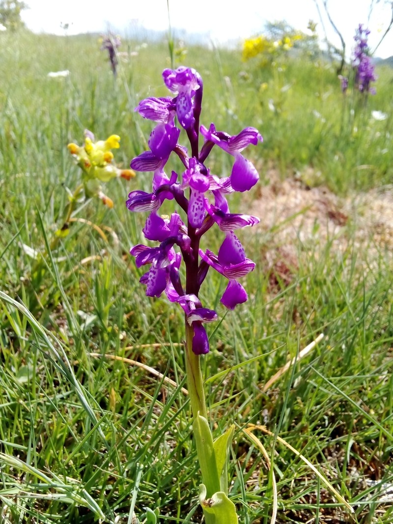 Green-Winged Orchid photo 6