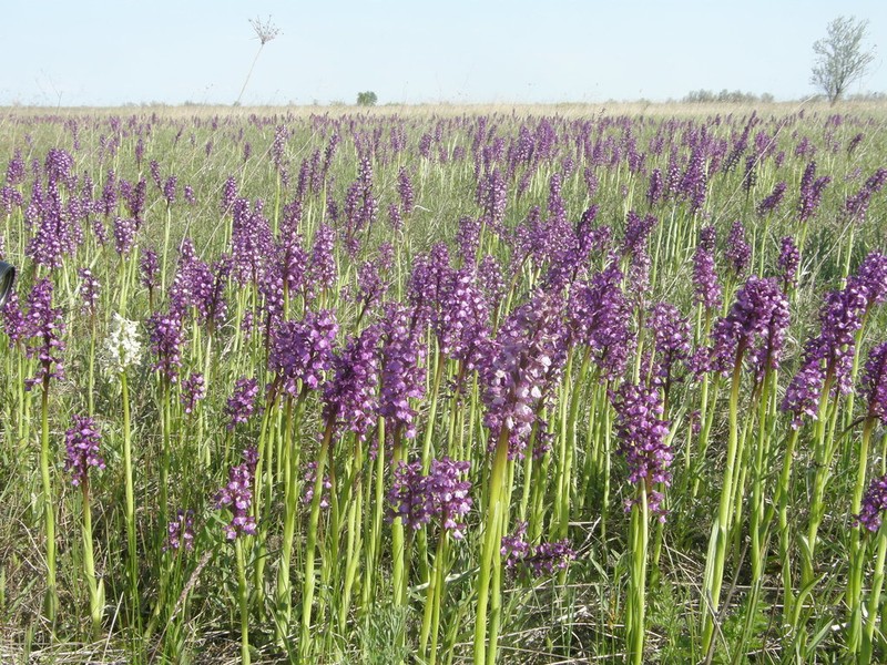 Green-Winged Orchid photo 7