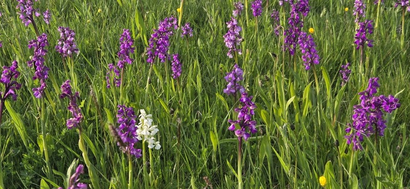 Green-Winged Orchid photo 8