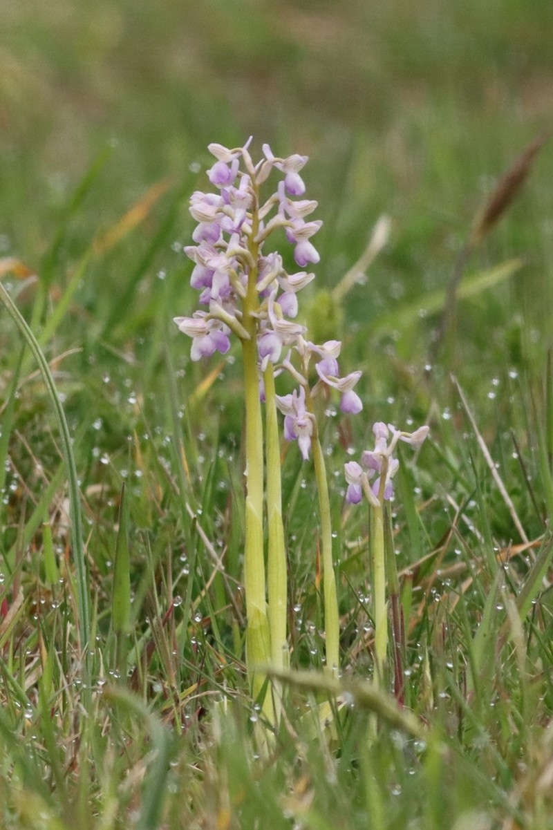 Green-Winged Orchid photo 9