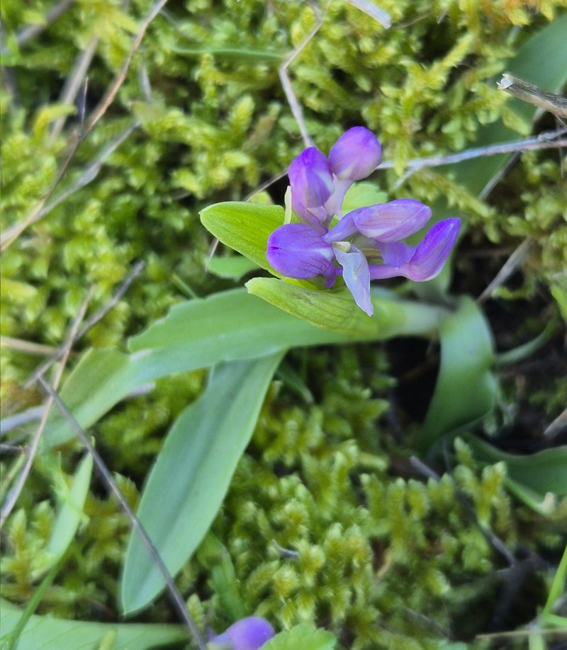 Anacamptis morio nothosubsp. cortesii