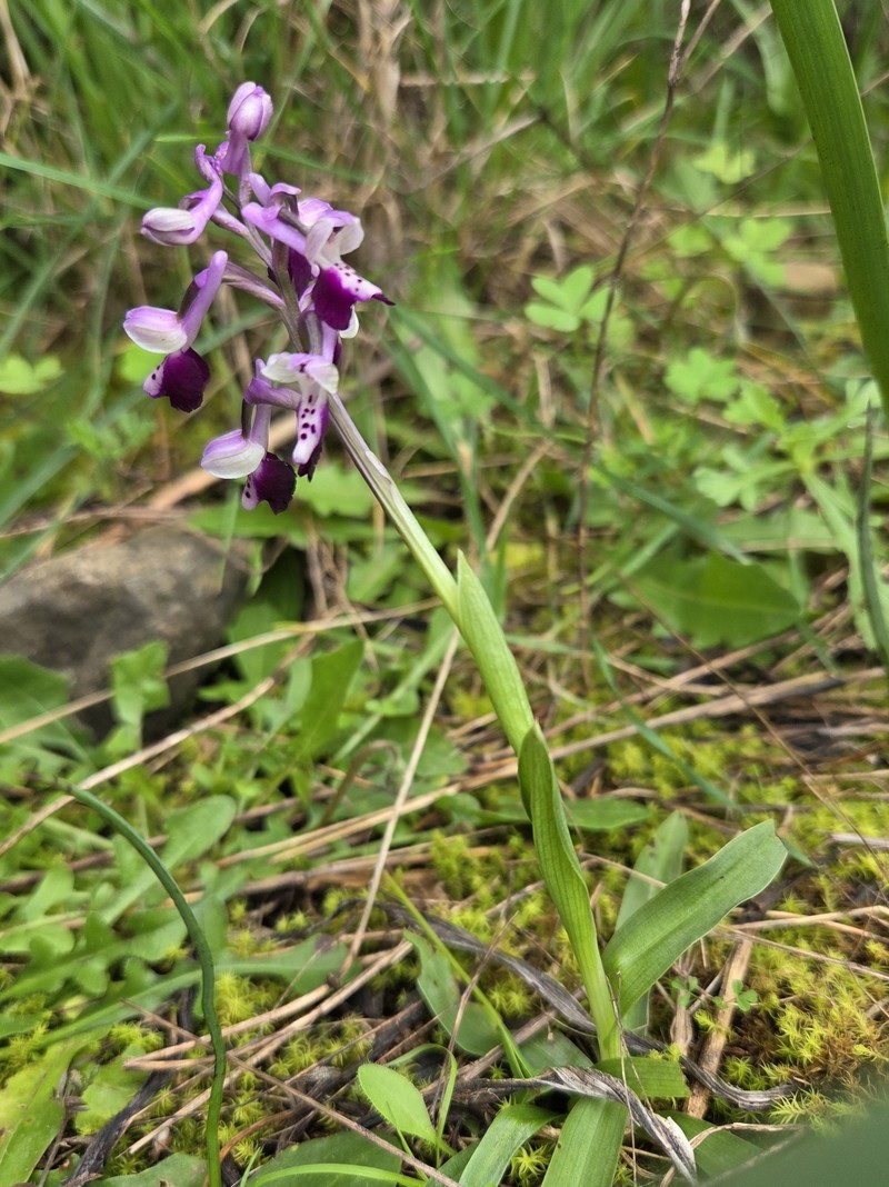 Anacamptis morio nothosubsp. cortesii photo 2