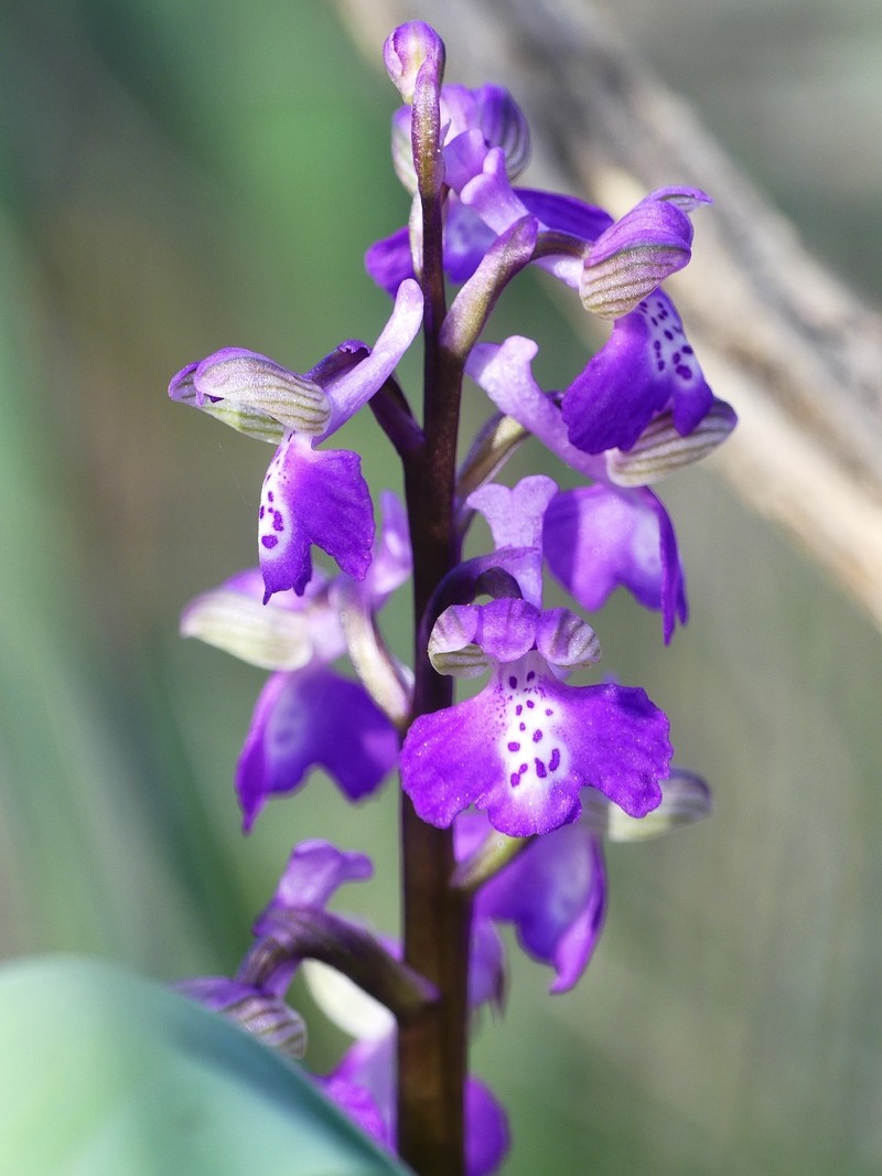 Anacamptis morio nothosubsp. cortesii photo 3