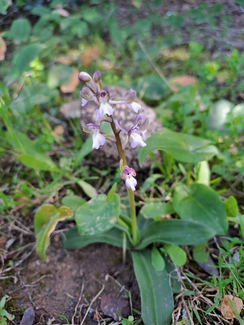 Anacamptis morio nothosubsp. cortesii photo 4