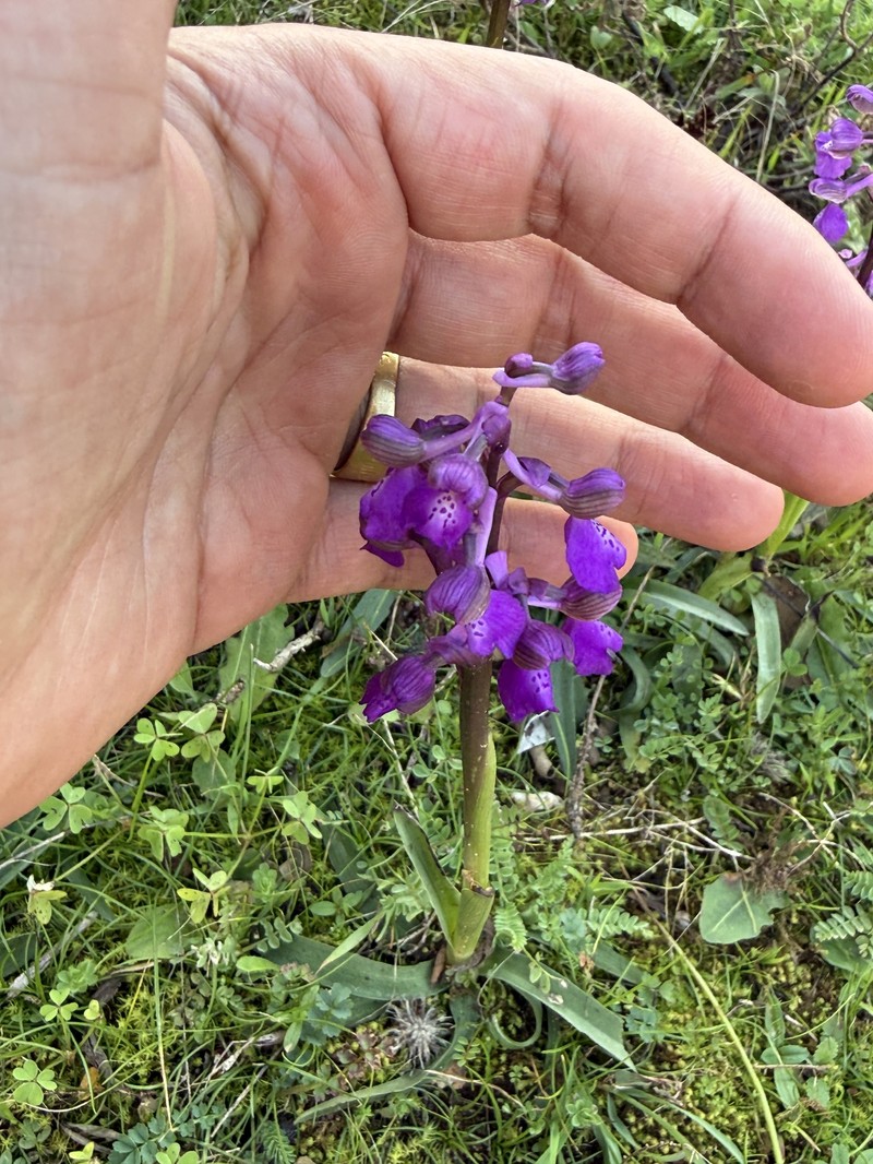 Anacamptis morio nothosubsp. cortesii photo 7