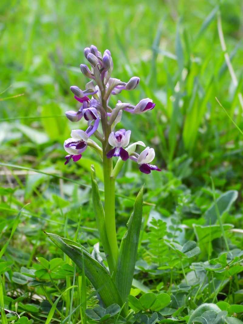 Anacamptis morio nothosubsp. litardierei photo 5