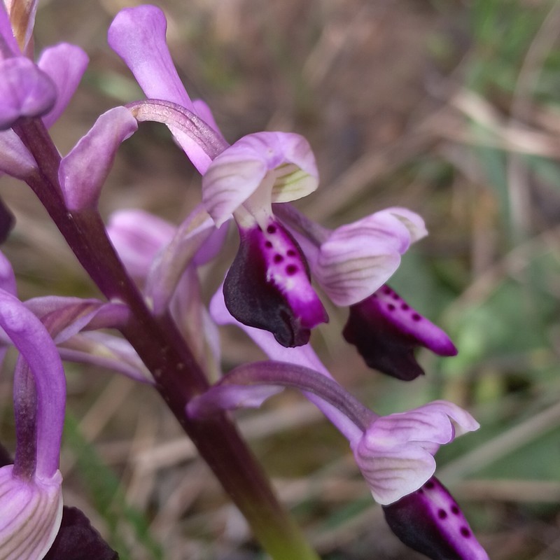 Anacamptis morio nothosubsp. litardierei photo 6