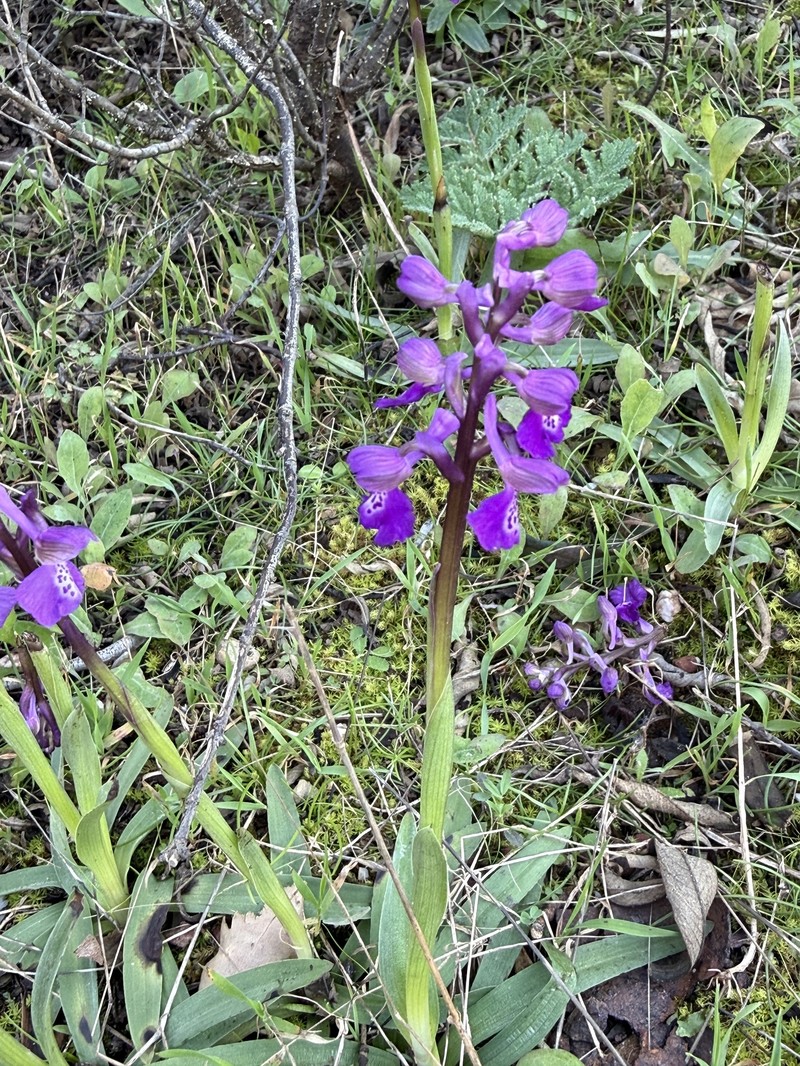 Anacamptis morio nothosubsp. litardierei photo 8